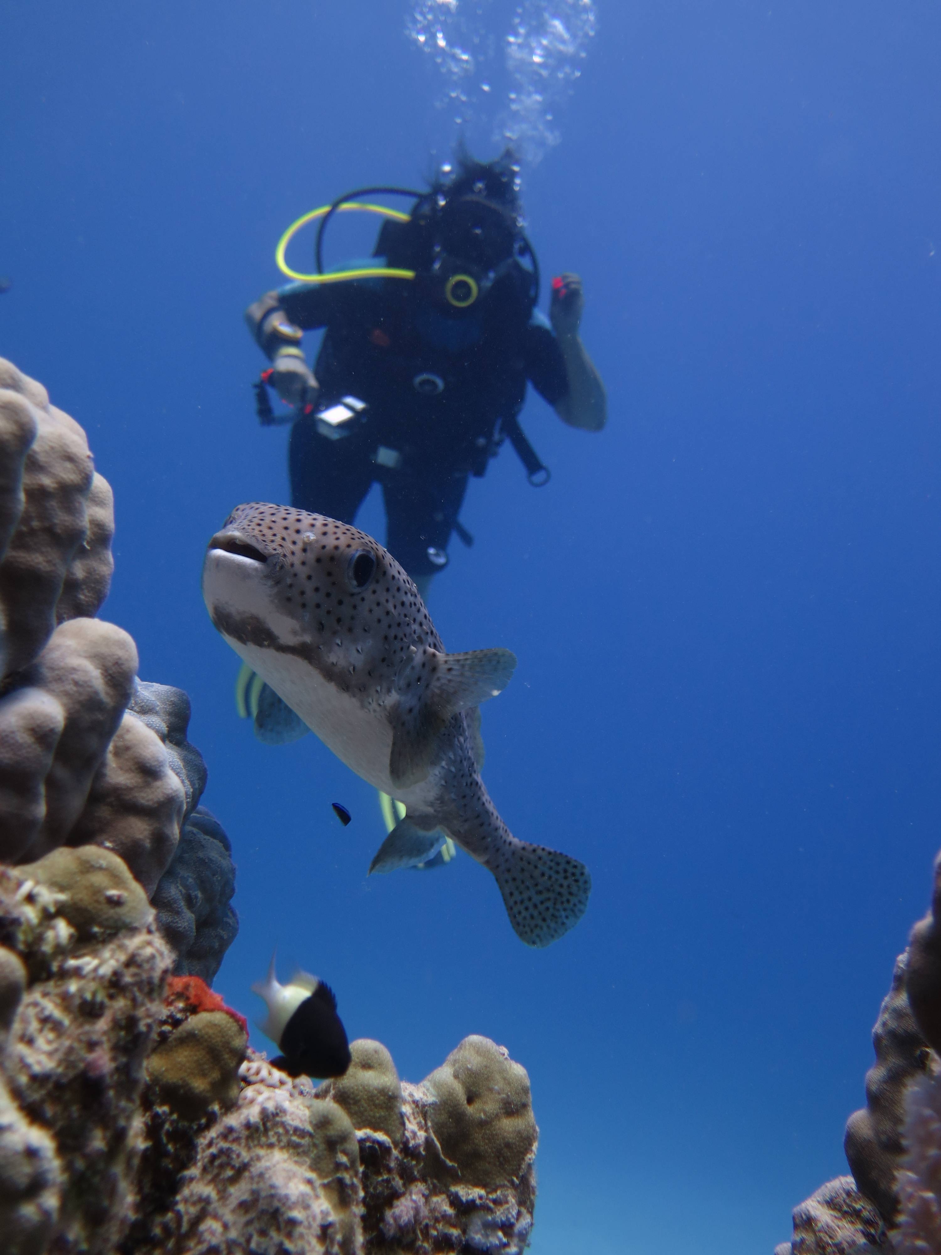 Přečtete si více ze článku Nabídka účasti na potápěčském zájezdu OSAC safari v Egyptě – říjen 2019
